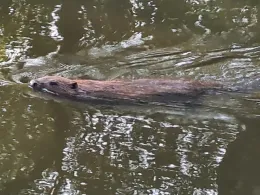 Weiße Elster (Profen)