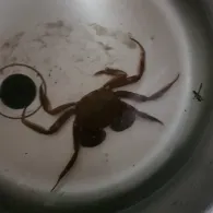 Splittingkanal (Papenburg)-1