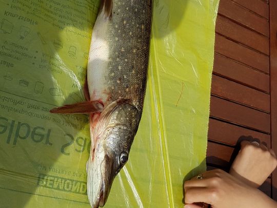 Splittingkanal (Papenburg)-2