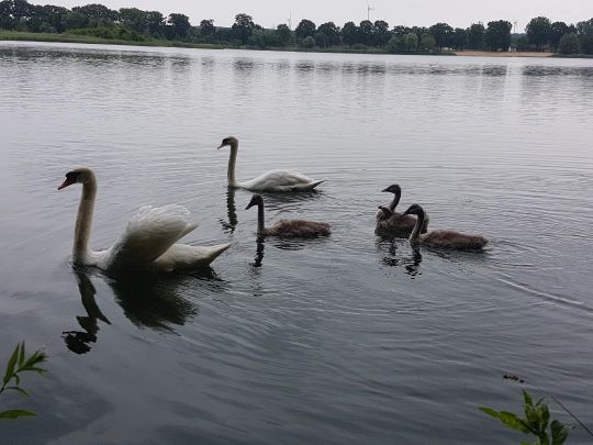 Baggersee Gusow-4