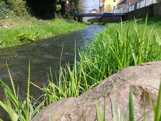 Alte Elster (Hoyerswerda)
