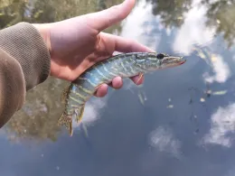 Kurparksee Bad Schwartau