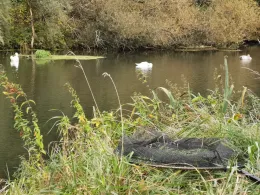 Aller (Langlingen)-2