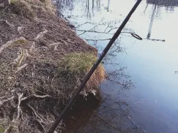 Rohrbruchteich (Berlin)