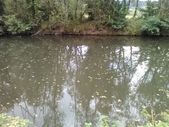 Kinzig-Altarm Höchst angeln