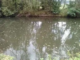 Kinzig-Altarm Höchst-2