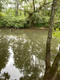 Kinzig-Altarm Höchst