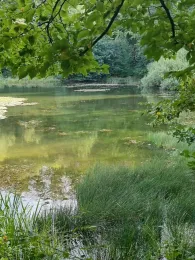 Großer Siebersteinsteich-1