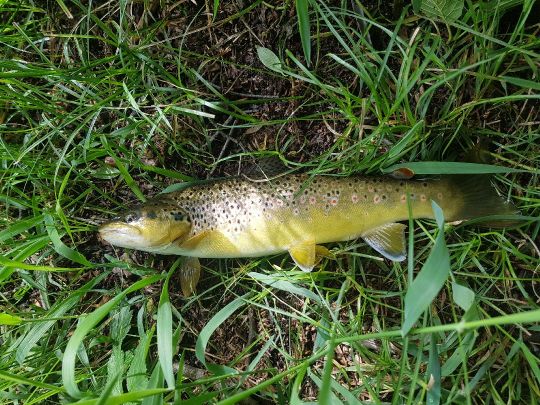 Weißer Regen (Hohenwarth)