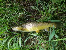 Weißer Regen (Hohenwarth)