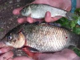 Kleiner Teich (Niedersachswerfen)-1