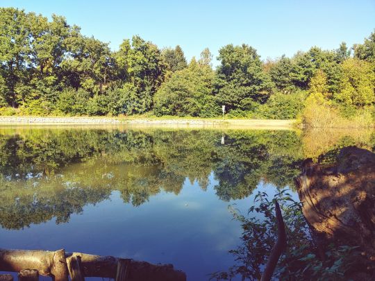 Kranzbergteich (Werdau)-1