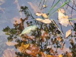 Herthasee (Holzappel)-2