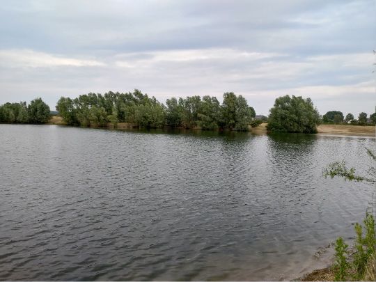 Kleiner Pfeifer (Emmericher Eyland)