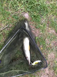 Neuer Börner (Schlotheim)