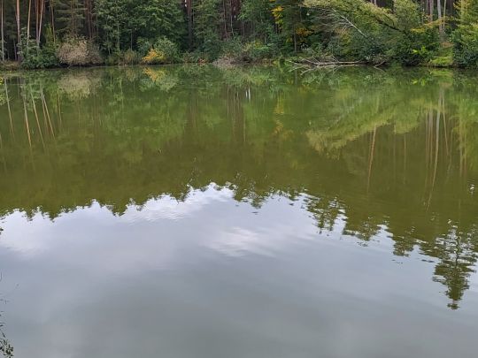 Kraus-Tröster-Weiher (Absberg)-1