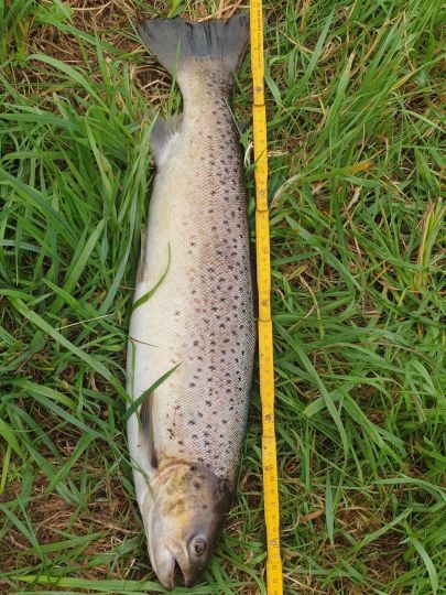 Wümme-Nordarm (Fischerhude)-1