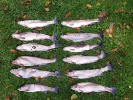 Angelpark Gierzhagener Bach