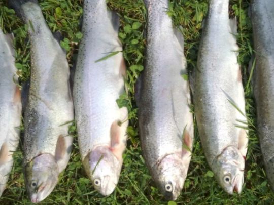 Angelpark Gierzhagener Bach-4