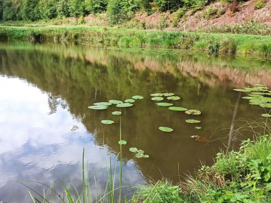 Teichanlage Brauertal-2