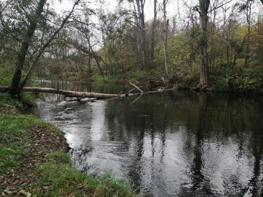 Nied (Rehlingen-Siersburg)-1