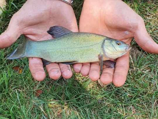 Nied (Rehlingen-Siersburg)-2