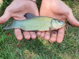 Nied (Rehlingen-Siersburg)-2