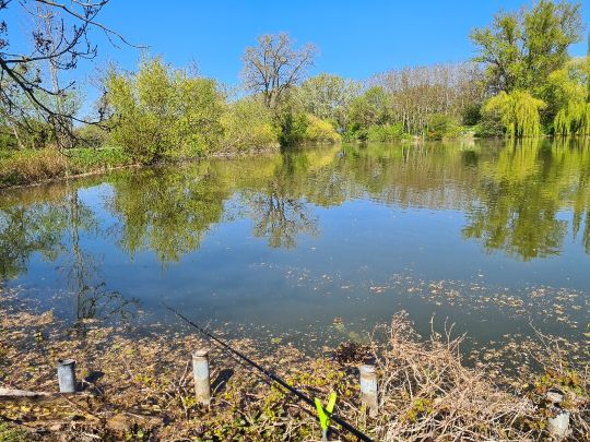 Großer Ricklinger Teich ALLE ANGELN