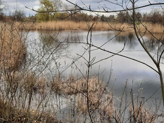 Herrenteich (Tollwitz)-2