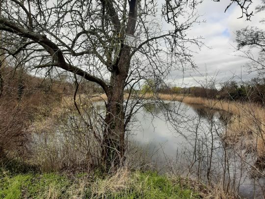 Herrenteich (Tollwitz)-1