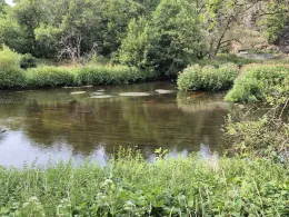 Saale (Blankenstein)-3