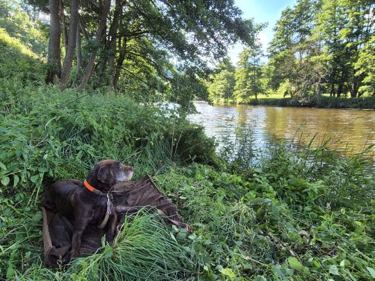 Saale (Blankenstein)-1