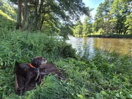 Saale (Blankenstein)-1