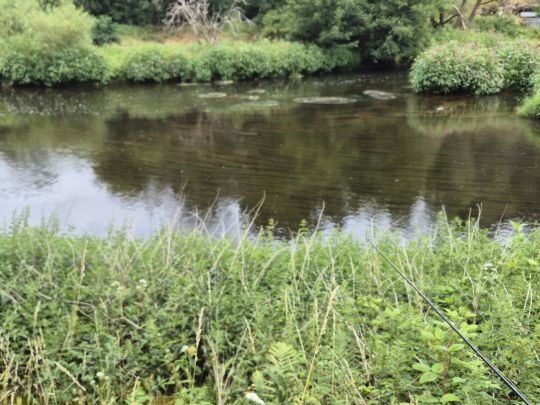 Saale (Blankenstein)-2