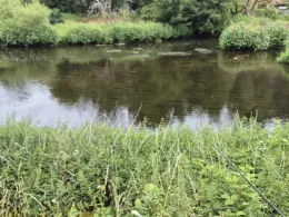 Saale (Blankenstein)-2