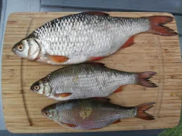 Rhein-Herne-Kanal (Oberhausen)-2