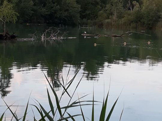 Baggersee Mittelgrund (Eggenstein-Leopoldshafen)-1