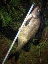 Alter Rhin (Linumhorst)-4