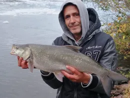 Main (Mühlheim am Main)