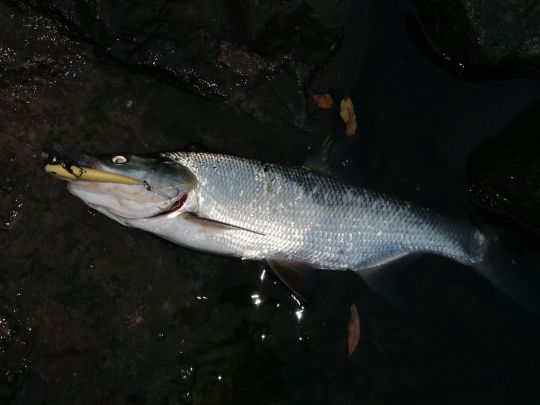 Main (Mühlheim am Main)-3