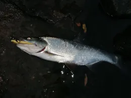 Main (Mühlheim am Main)-3