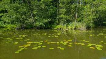 Schwanensee (Gr. Wasserburg)-4