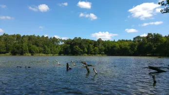 Schwanensee (Gr. Wasserburg)-3