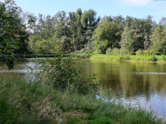 Vereinsgewässer am Südportal-3