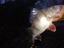 Concordia Teich (Emsbüren)-1