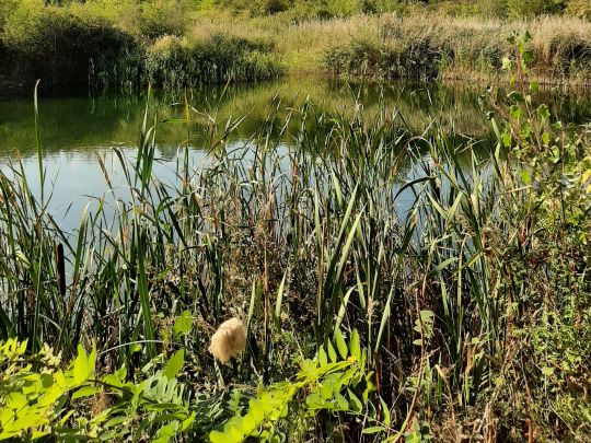 Concordia Teich (Emsbüren)-2