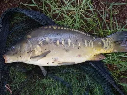 Oberer Hüttenteich (Olbernhau)-4