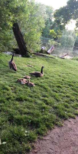 Stadtteich Buchholz in der Nordheide-4