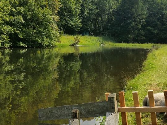 Angeln in Thermalbad Wiesenbad