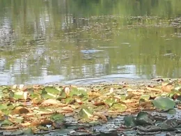 Viehdammteiche (Scheeßel)-2